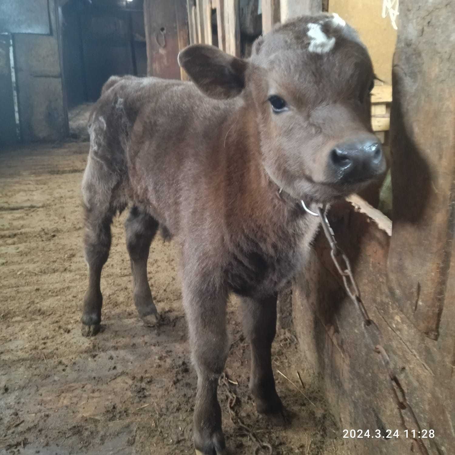 продам теленка бычка  крс .  бұзау сатылады.