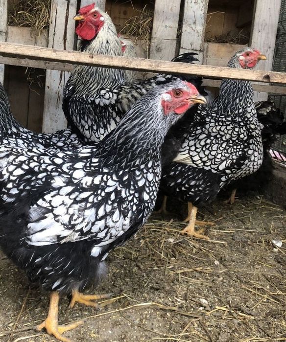 Familie gaini Wiandotte Combatant Cochinchinarasa mare 2024 2+1