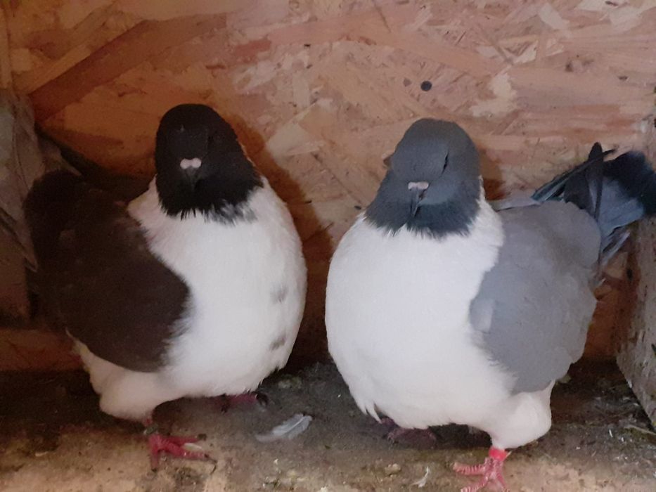 Vand porumbei, de rasa