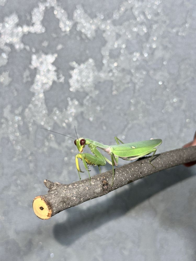 Продаётся богомол (Mantis religiosa)