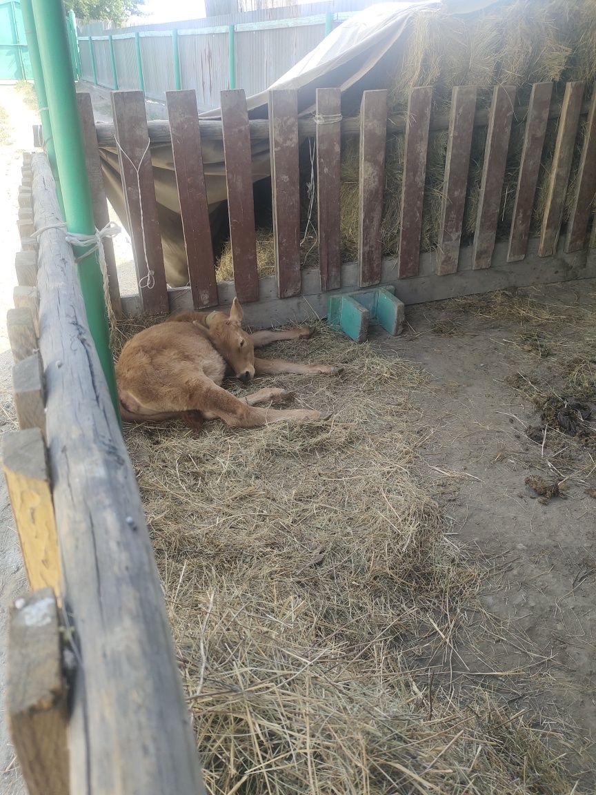 Скот крупно рогатый