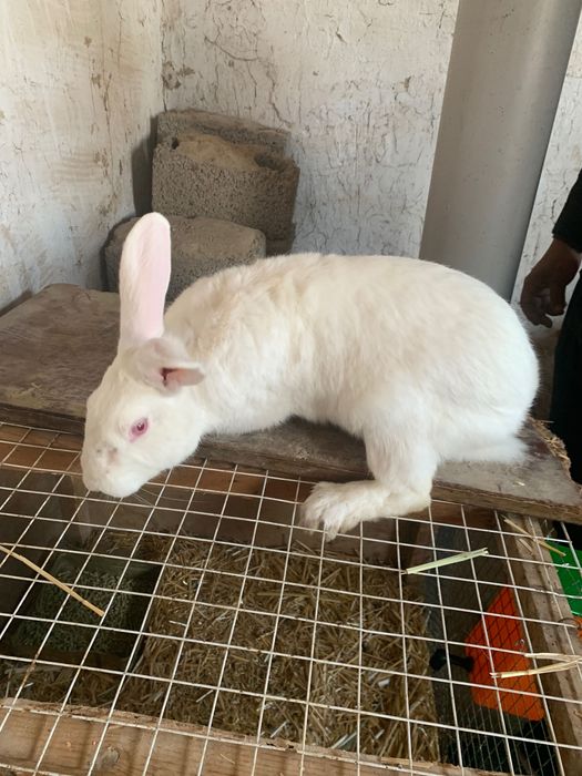 Hikol erkak yoshiga yetgan