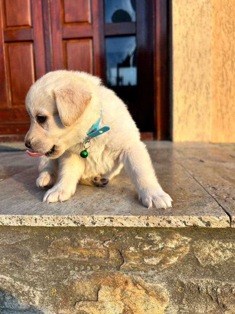 Labrador  golden
