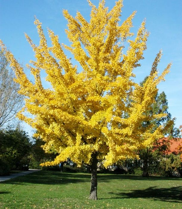 Pomi Ornamentali (Ginko Biloba )