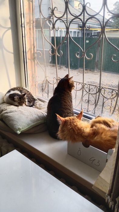 Передержка кошек