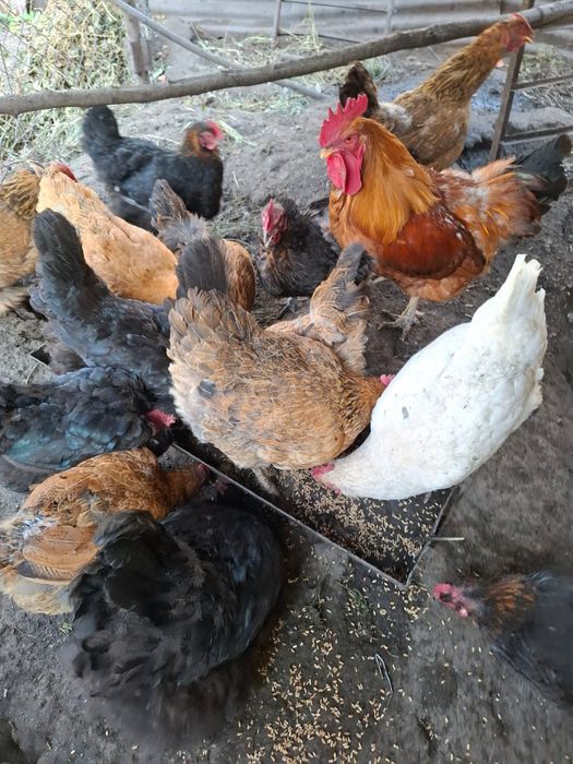 Куры и петух домашние