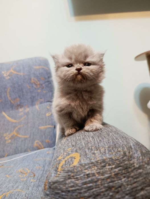 Продаются котята