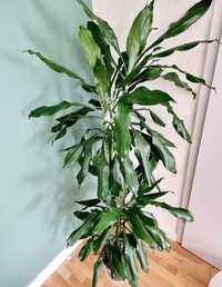 Planta MARE de living Dracena Dragonul Fericirii 160cm