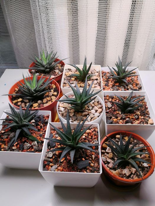 Комнатное растение