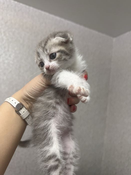 Отдаю котенка в добрые руки