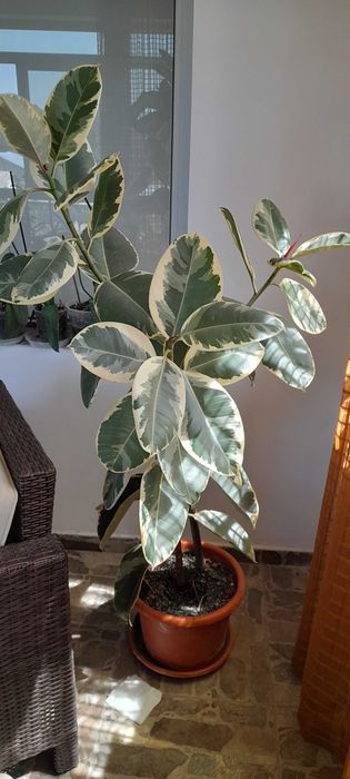 Vand aceste plante.