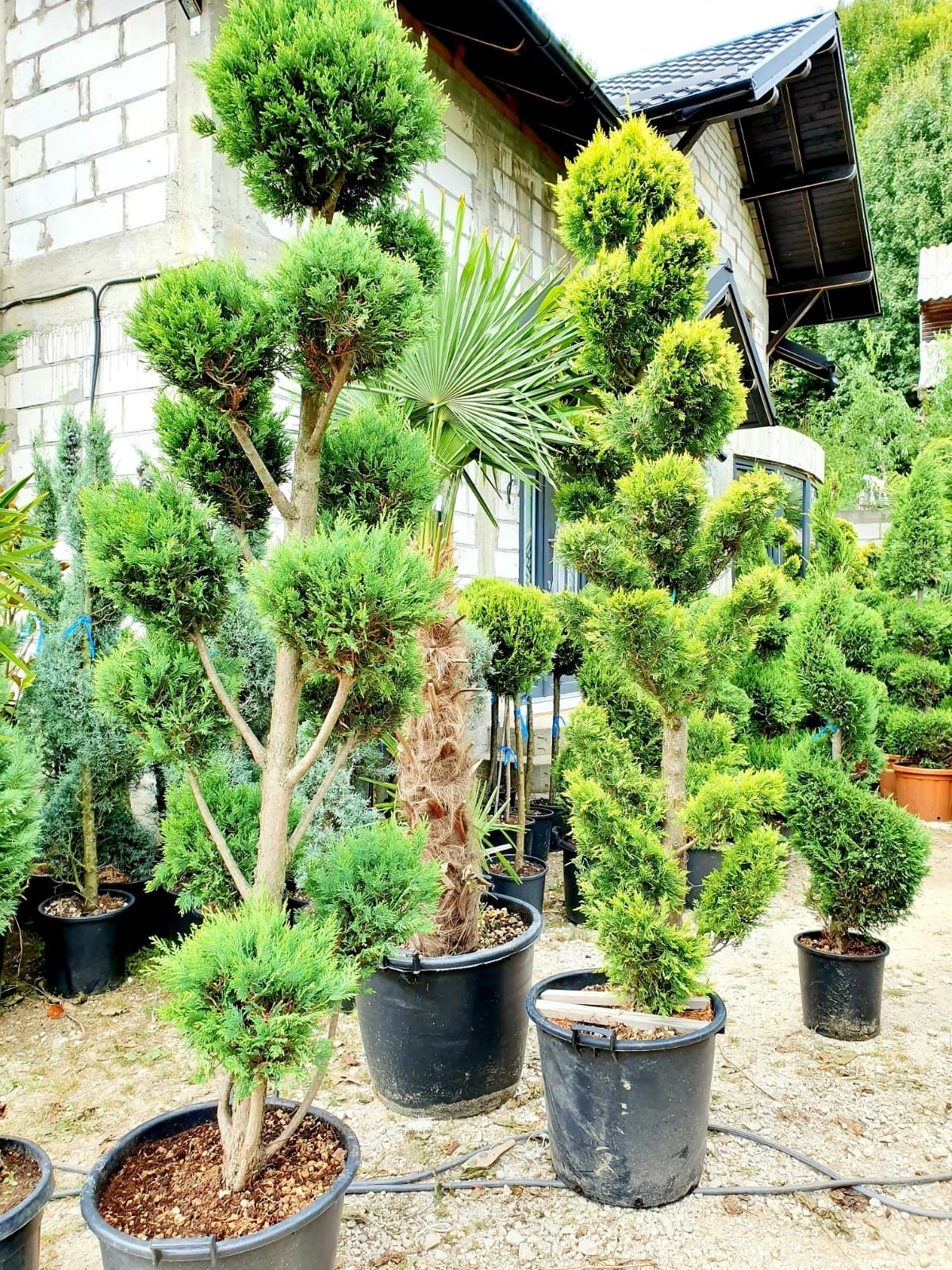 Tuia smarald, columnaris, occidentalis leylandii brabant tei mesteacan