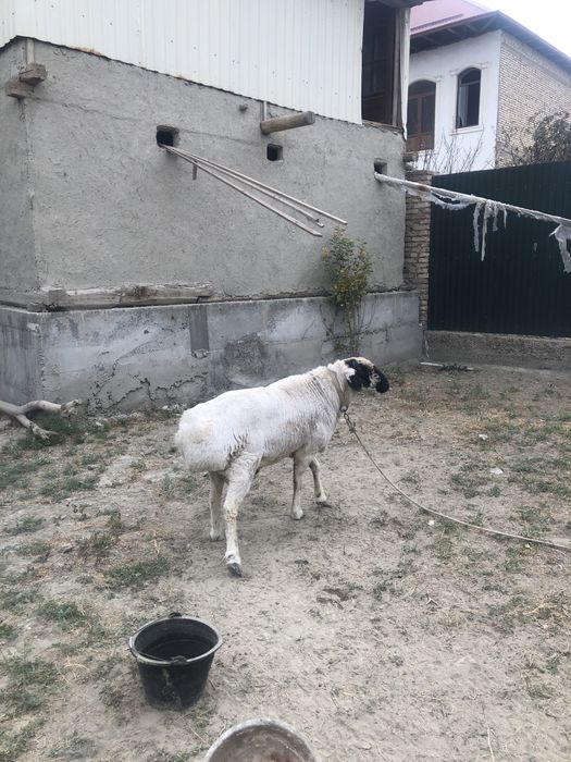 оппок катта кучкор сотилади