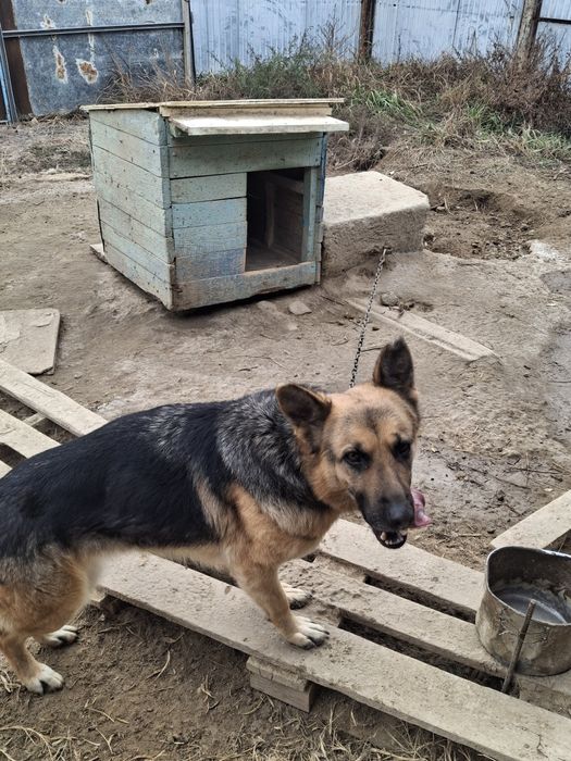 Отдам в добрые руки