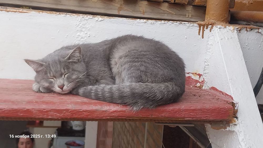 Кошка домашняя не дикая отдам в хорошие руки