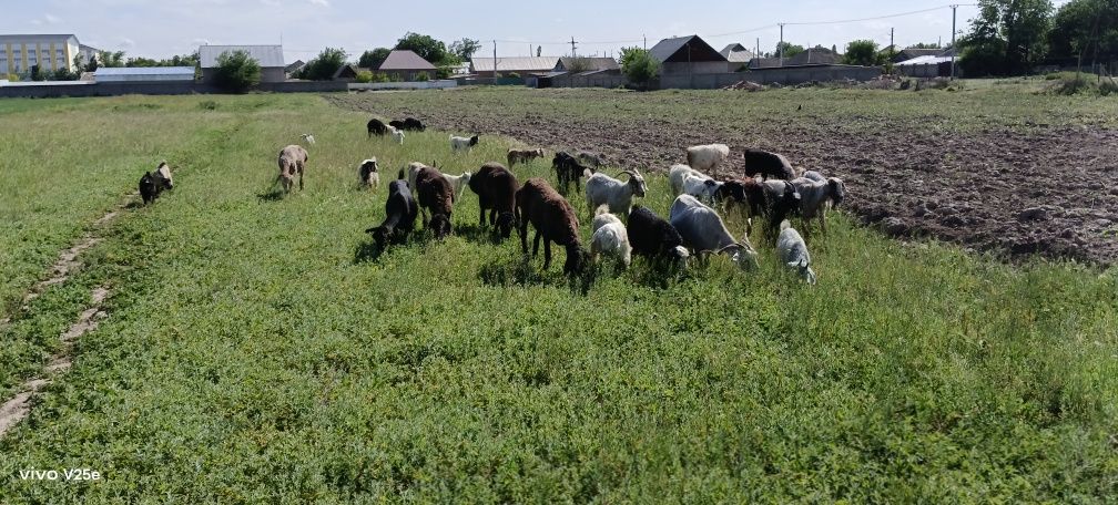 Продам коз с козлятами или обменяю на крупно рогатый скот