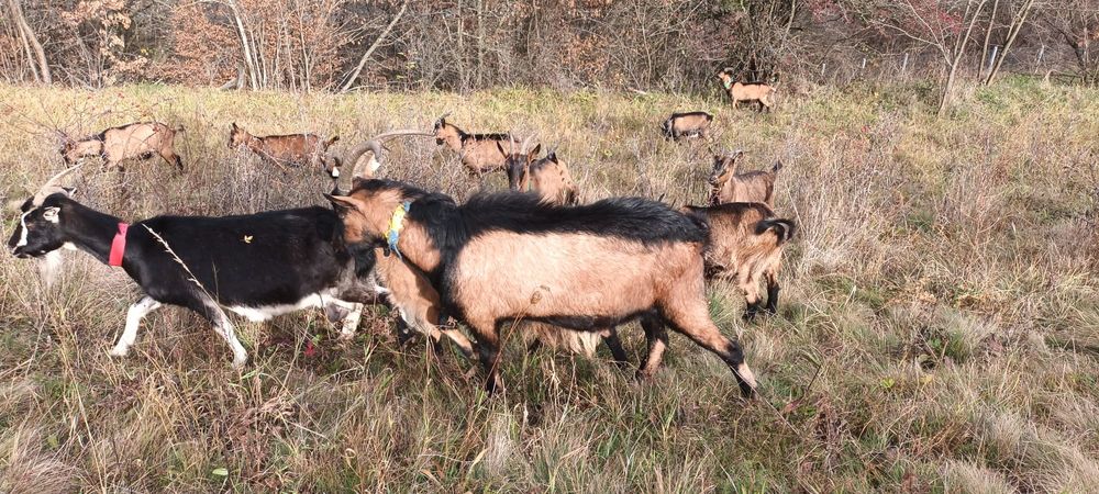 Vand țap Alpin francez