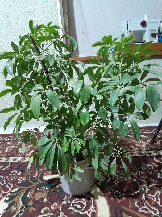 Sheftlera  xona guli