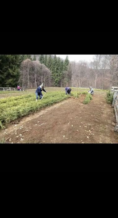 Puieți direct de la producător 100%