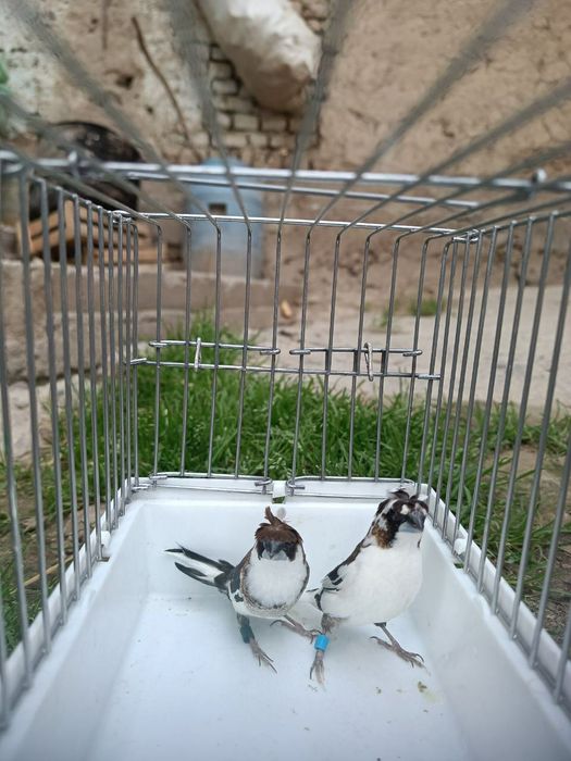 Amadinka yapon parala