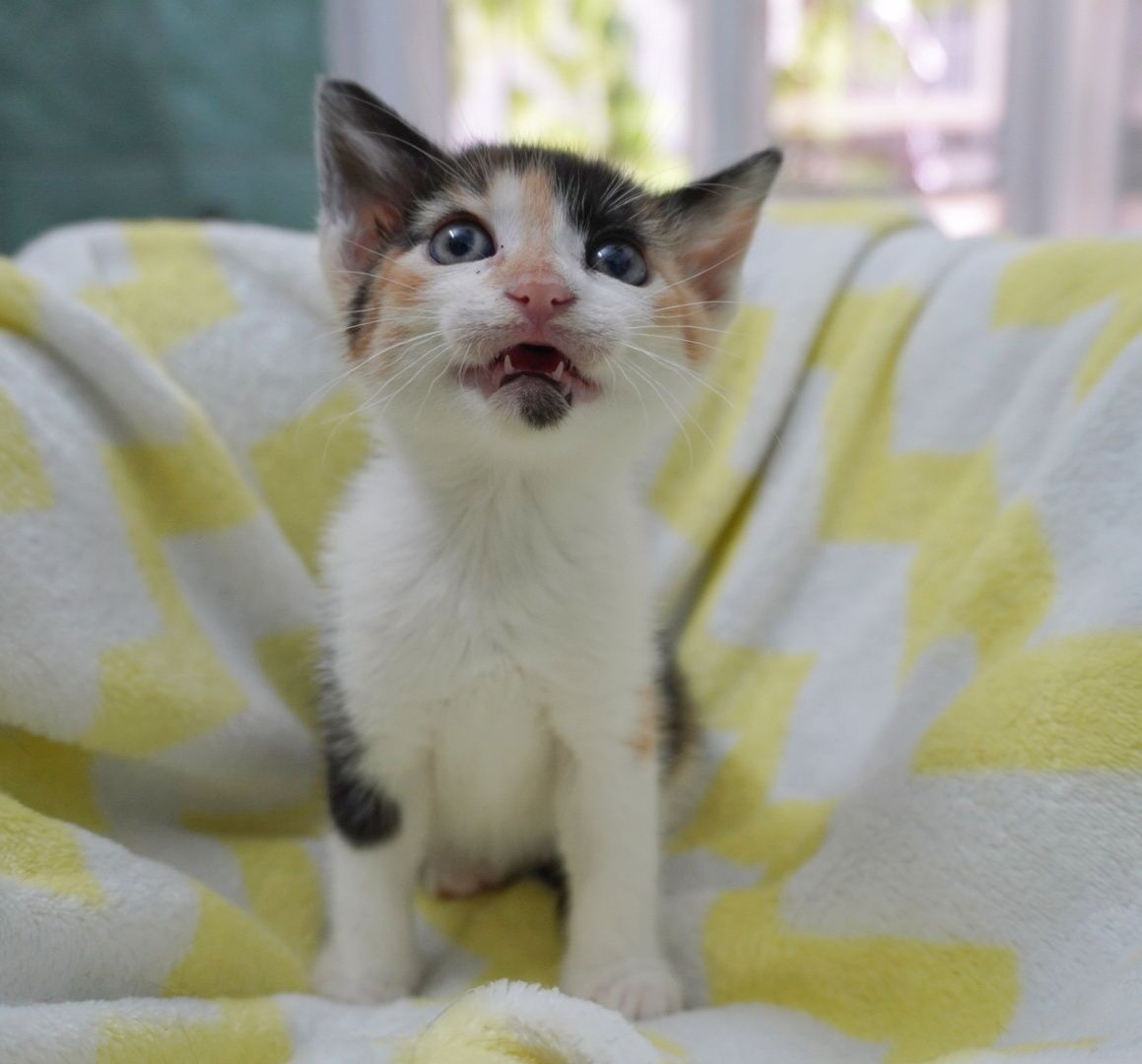 Pisica Sweety îți va îndulci viața dacă o adopți