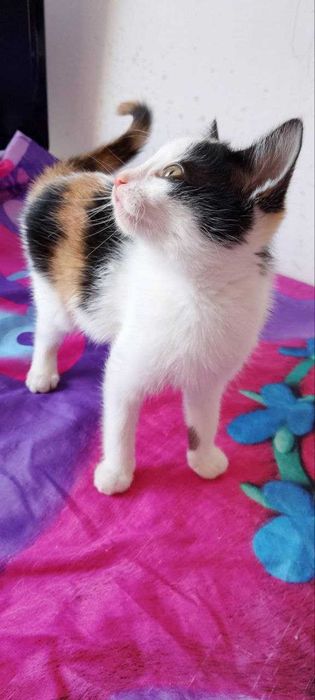 Домашни котенца, на 2,5 месеца, търсят любящи домове