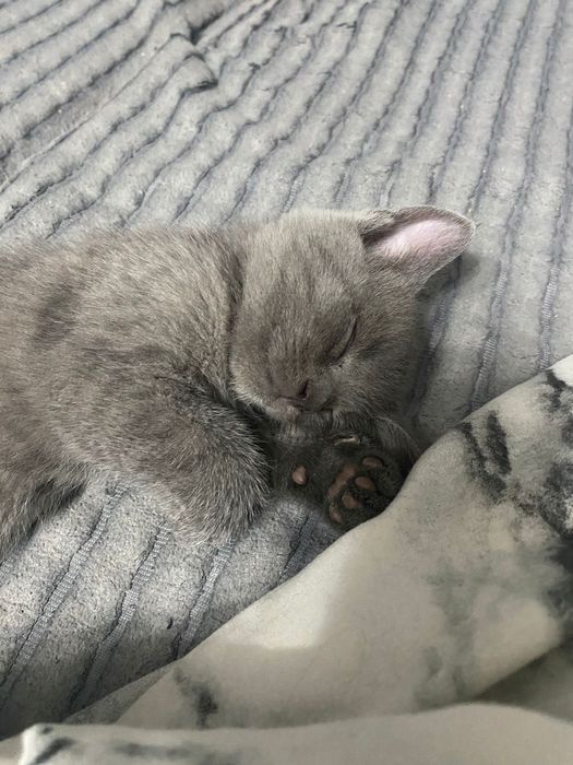 Отдам котиков в добрые руки