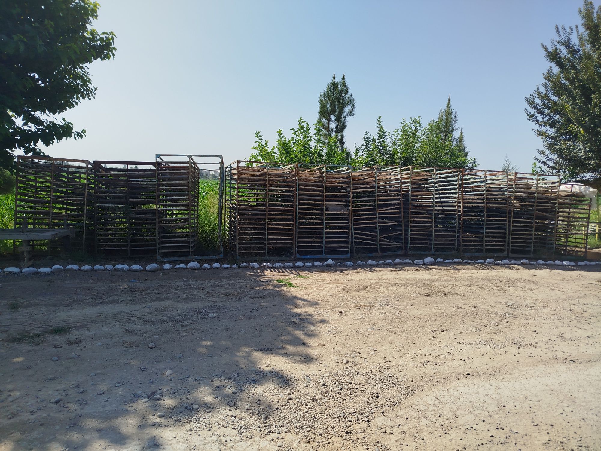 Shushulka. Meva quritish
