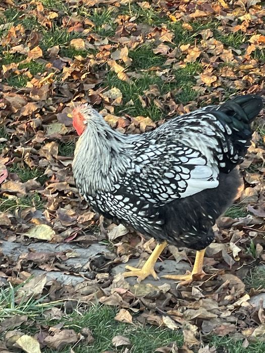 Cocos wyandotte superb