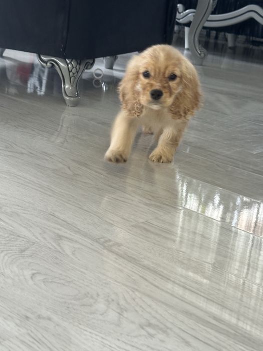 Cocker Spaniel – 2 luni, 2 vaccinuri, 2 deparazitări