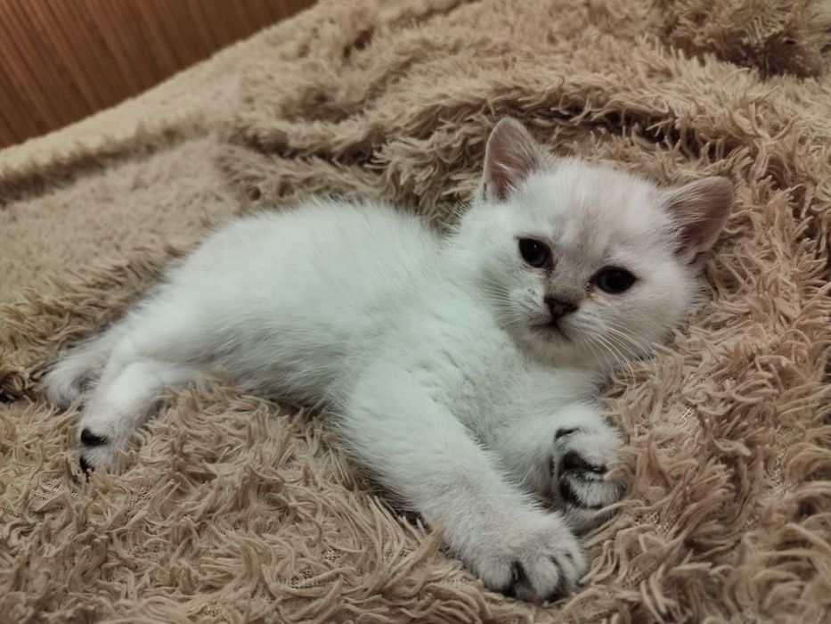 Котёнок британец
