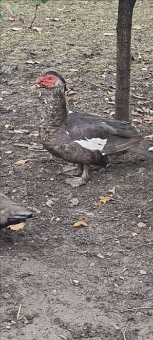 Pereche rate lesesti ciocolatii