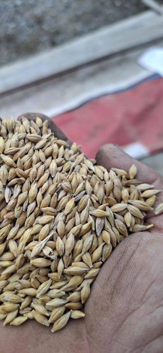 orzoaica de primăvara