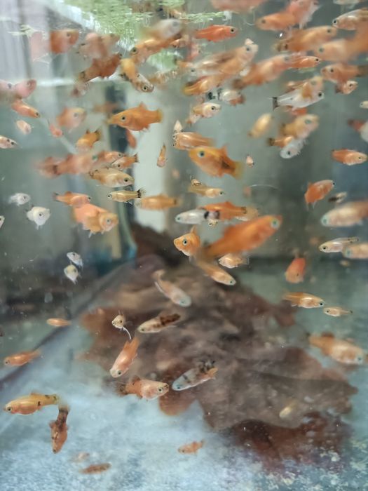 Мальки пецилии 1.5 см.