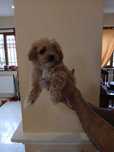 Pui Maltipoo femela