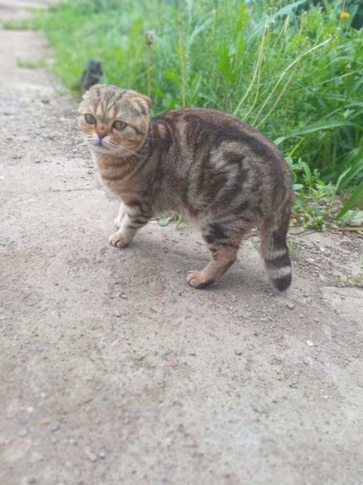 Срочно бесплатно кошка