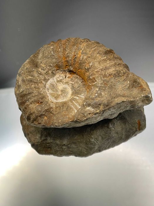 Автентичен Амонит (80 мм): Натурален фосил, с релефни ребра