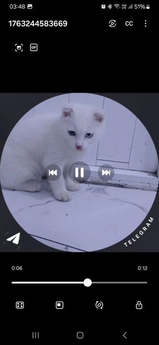 Honakilashgan qoʻlga oʻrgatilgan muhimi egasini yaxwi taniydi