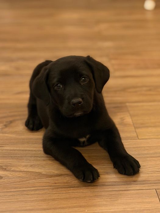 De vanzare pui Labrador Retriever