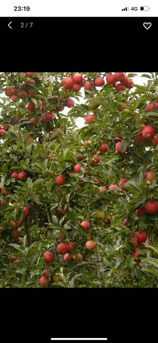 Обрезка плодовых деревьев в Алматы