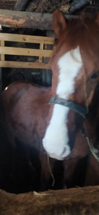 Продам тай с откорма