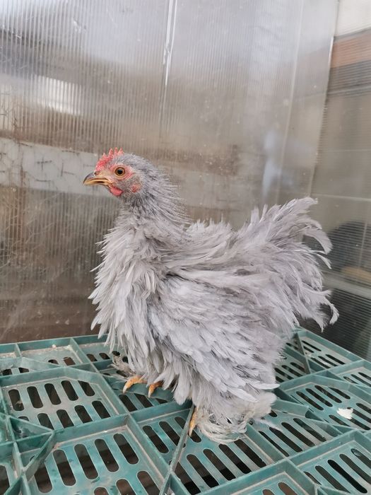 Cochinchina pitic lavandă