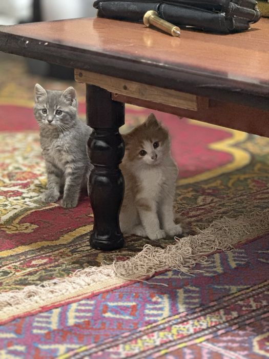 Scottish fold haylend
