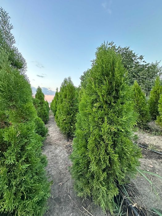 Tuia Smaragd 1–1,8 m – direct de la pepinieră