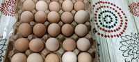 Яйца на инкубацию курей хан-хяп, брама, кудрявых