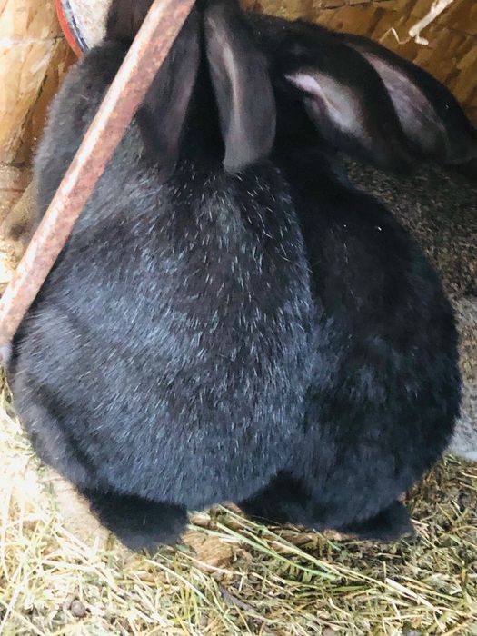 Iepurași de vânzare