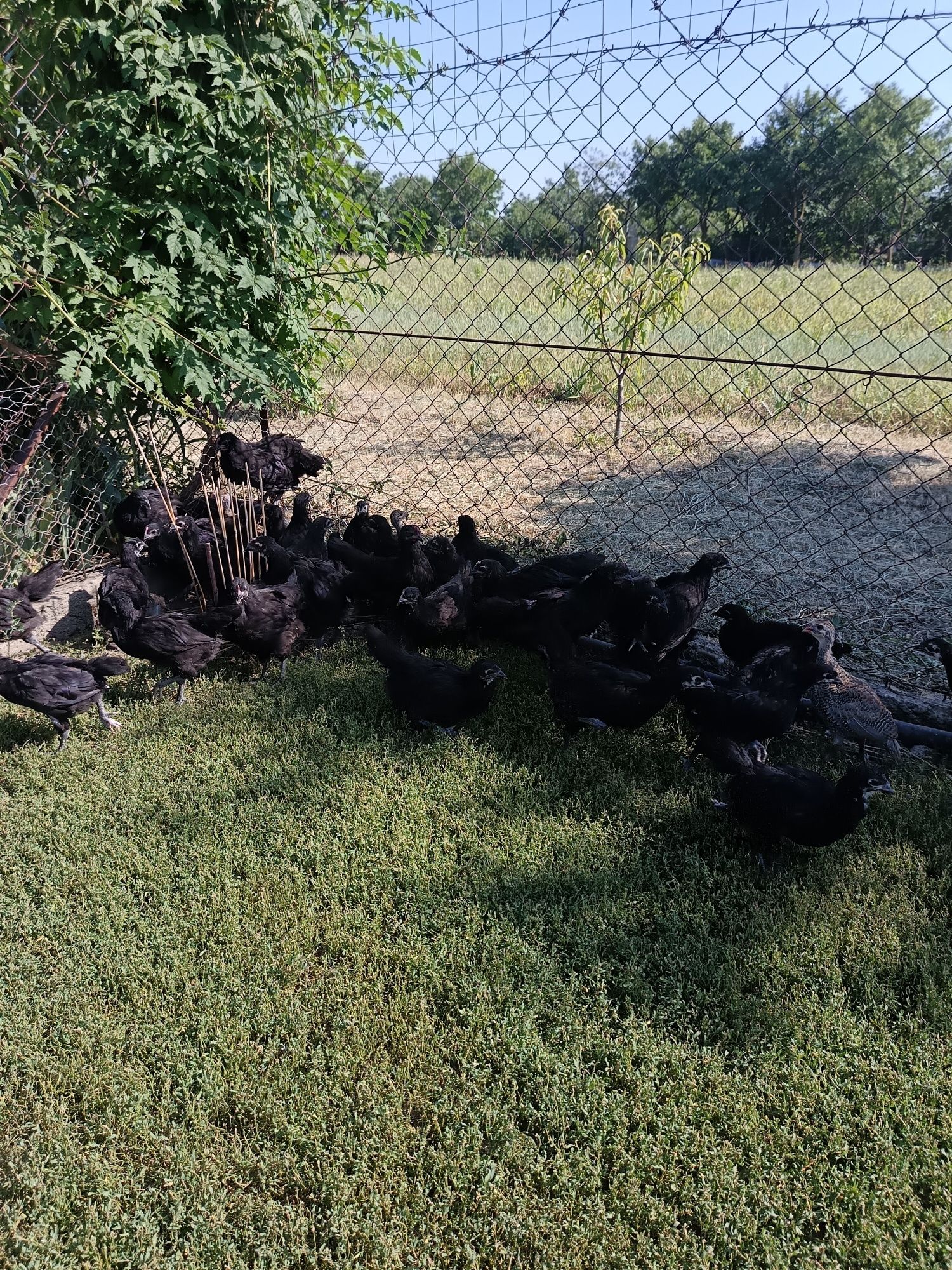De vânzare pui australorp