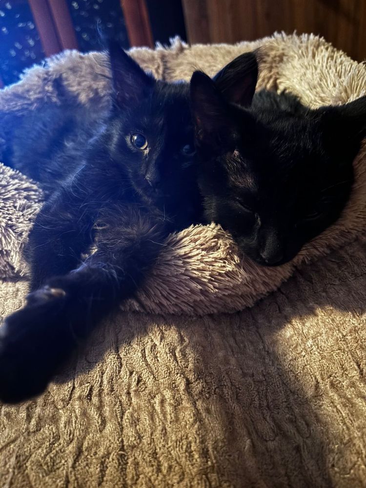 Отдам котёнка Бесплатно!