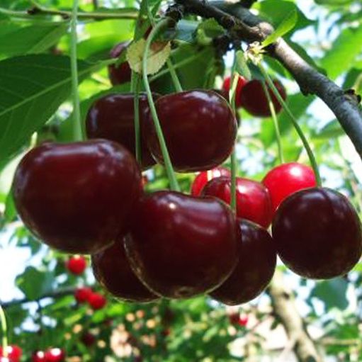 Visin (Soiul Meteor )