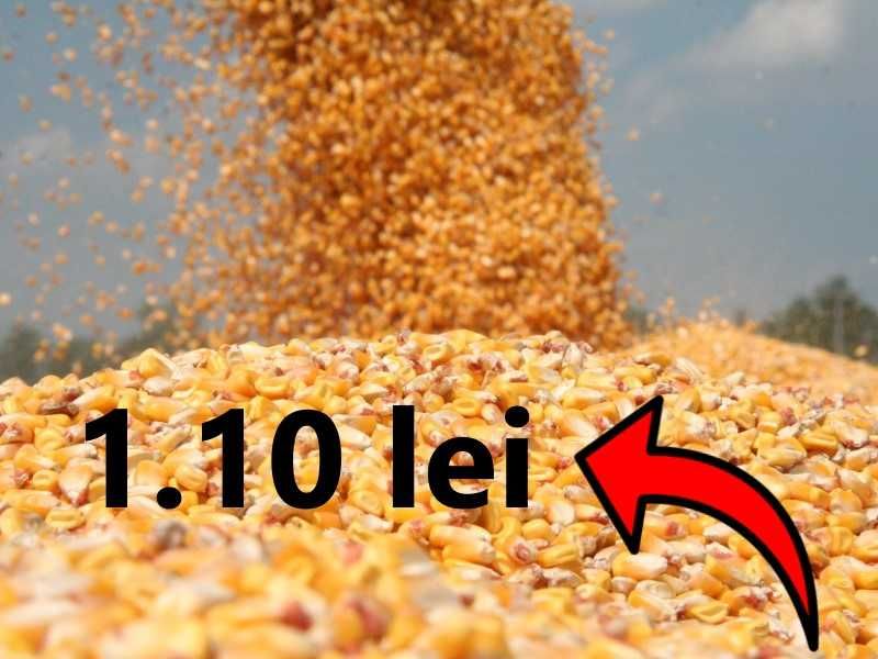 Vand PORUMB recolta 2025 - 1.10 lei/kg